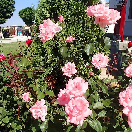 Grand Noks Διαμέρισμα Sveti Vlas